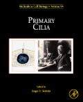 Primary cilia